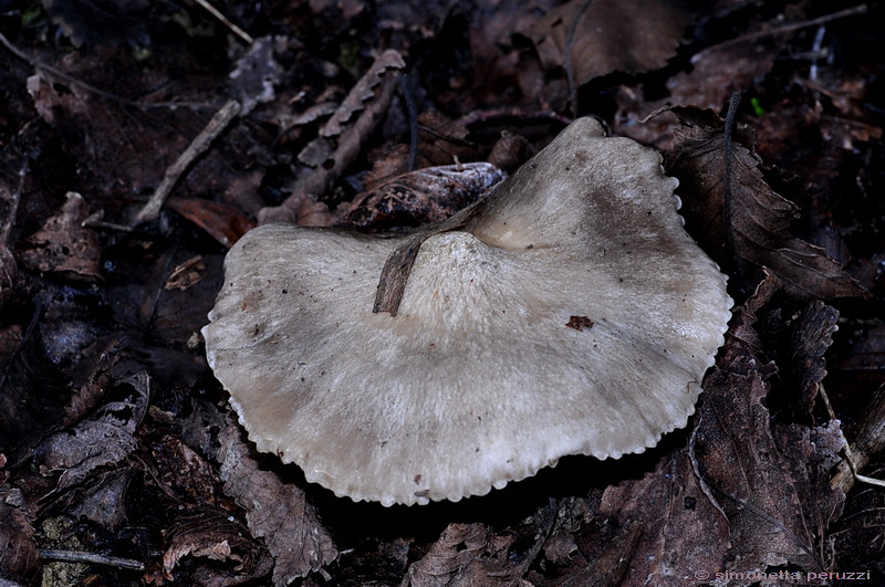 Entoloma saundersii var. hiemale